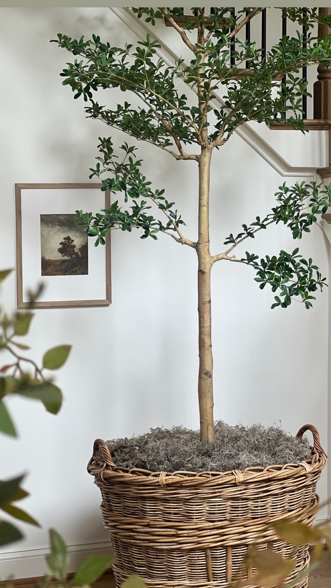 The absolute best olive tree and oversized basket ever! You’ll be wanting this post holiday when your room feel empty!

#LTKSaleAlert #LTKHome #LTKSeasonal