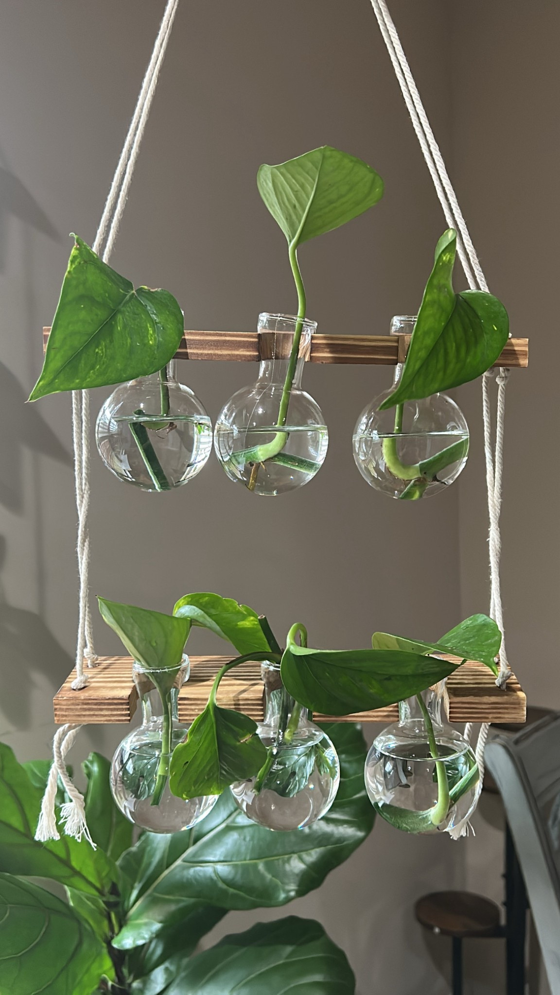 Obsessed with this hanging propagation station 😍 

#LTKFindsUnder50 #LTKHome