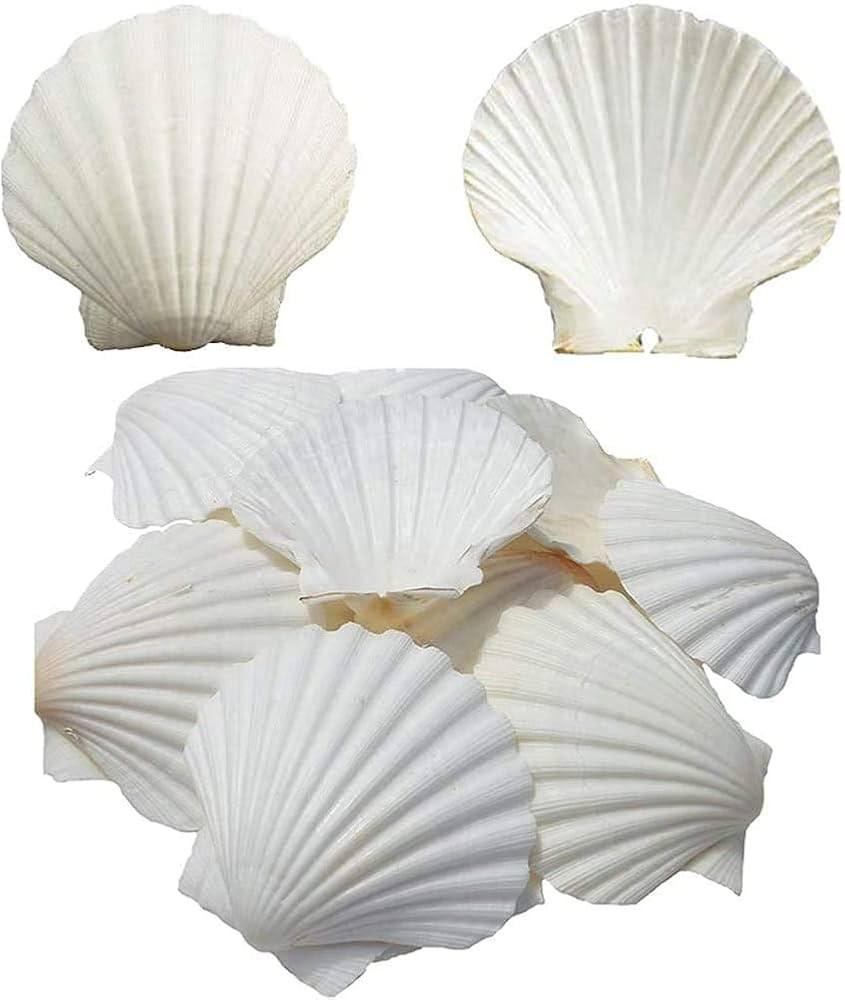 Amazon.com: SEAJIAYI 6PCS Scallop Shells for Serving Food,Baking Shells Large Natural White Scall... | Amazon (US)