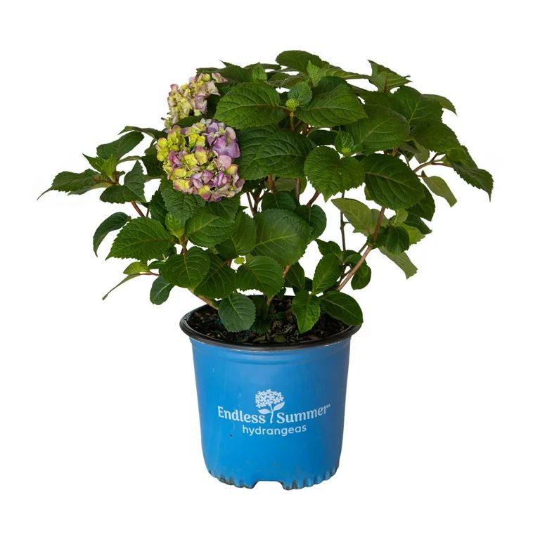 BloomStruck Endless Summer Hydrangea (1 Gallon) Flowering Deciduous Shrub with Vivid Rose-Pink or... | Walmart (US)