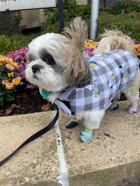Ralphie's Peanuts puffer coat in size small. He is a 16 pound Shih Tzu. I also linked to a fleece lined rain jacket we picked up in the same size.

He wears size M in the disposable booties.

#LTKGiftGuide #LTKfamily #LTKbaby