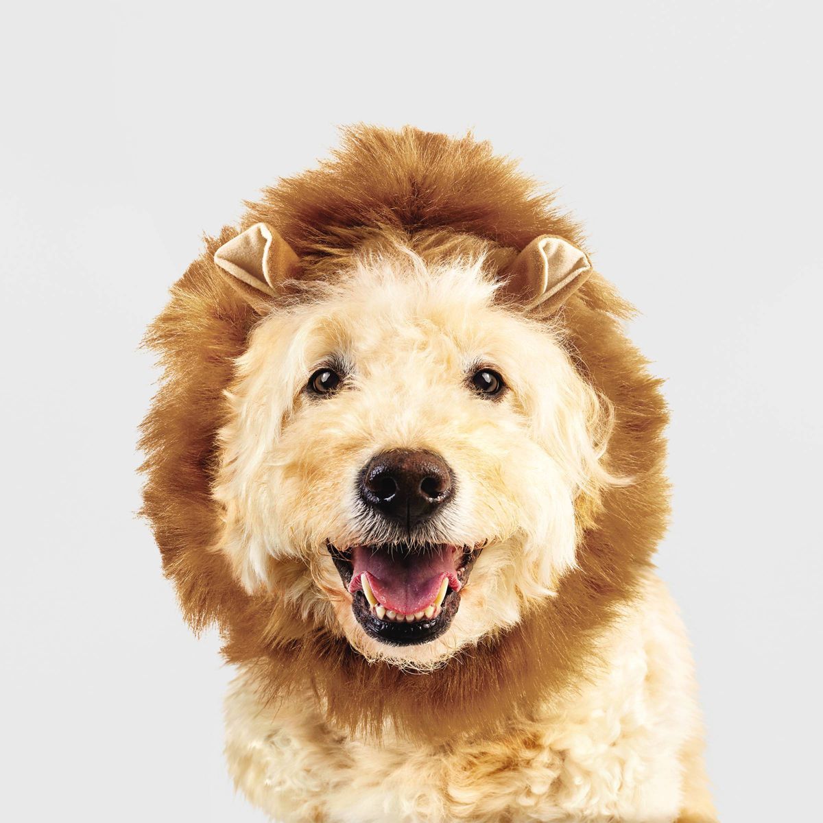 Halloween Lion Cat and Dog Headwear - Hyde & EEK! Boutique™ | Target
