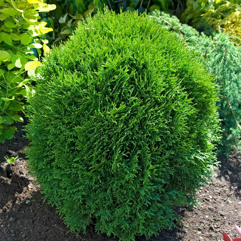 Gardens Alive! 8 in. to 12 in. Tall Little Giant Globe Arborvitae (Thuja) Hedge Kit, Live Evergreen  | The Home Depot