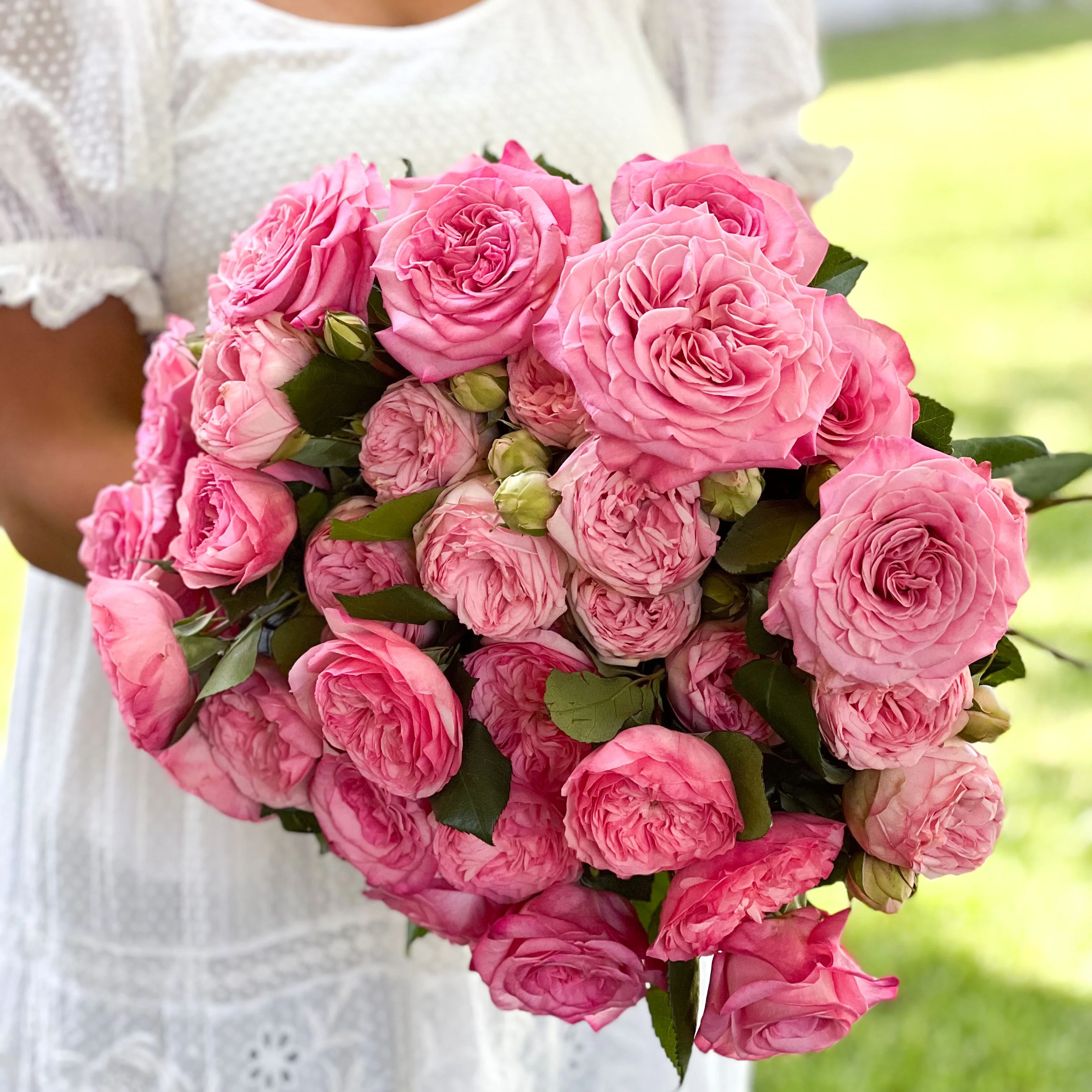 Classic Pinks Garden Rose Bundle | grace rose farm