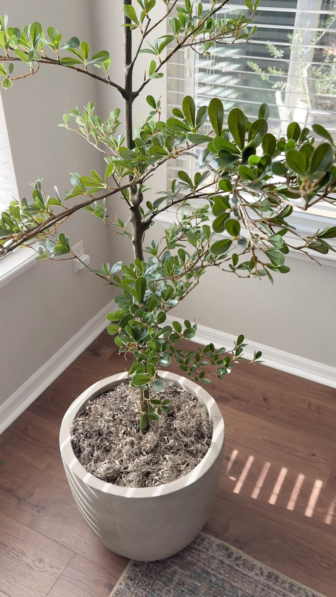 Faux Olive Tree Under $85! Such a good affordable home find. This faux olive tree looks so realistic and adds the perfect earthy, organic touch to any room. I love it for filling empty corners, entryways, or near a window, no maintenance, just easy, lived-in style.

#LTKHome #LTKSaleAlert #LTKSeasonal