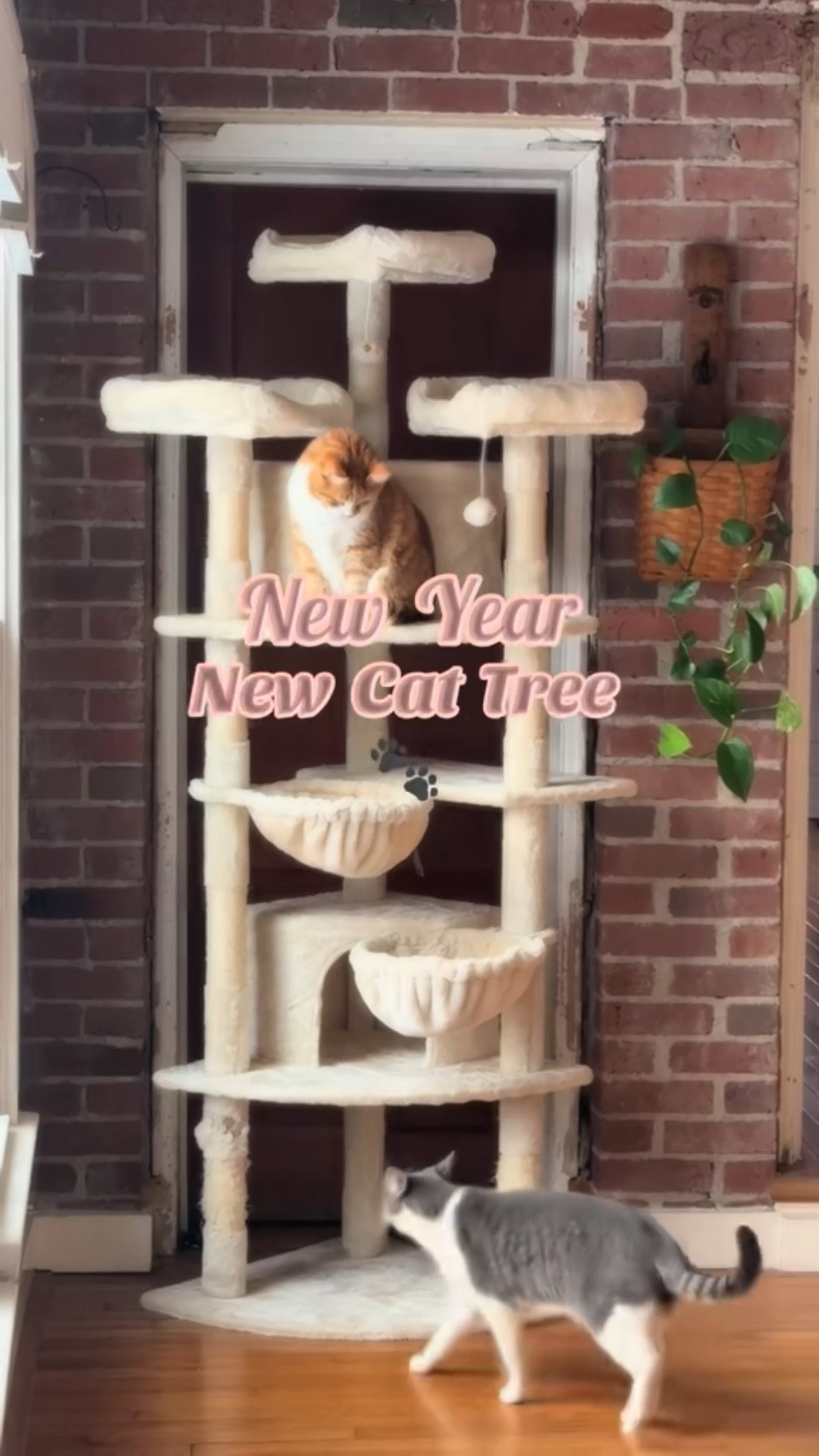 Only the best for my precious fur babies 🐾 

This 6ft cat tree with multiple lounge areas, was the perfect addition for my 5 cats



#LTKHome