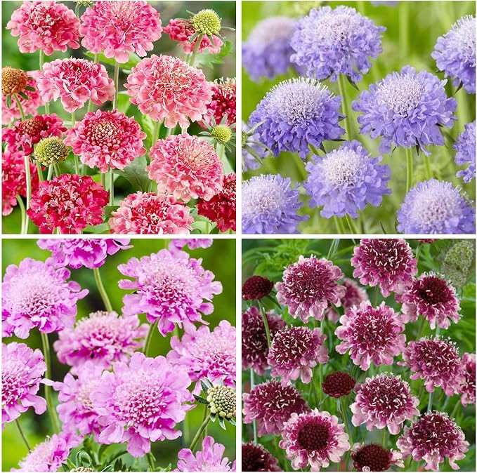 220+ Dwarf Double Scabiosa Pincushion Flower Seeds for Planting-for Planting-Non-GMO Heirloom Pla... | Amazon (US)