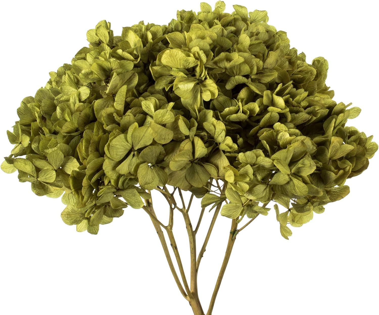 Vickerman Antique Moss Hydrangea 15" Long Stem, Real Preserved Dried Floral Decor for Wedding, Ho... | Amazon (US)