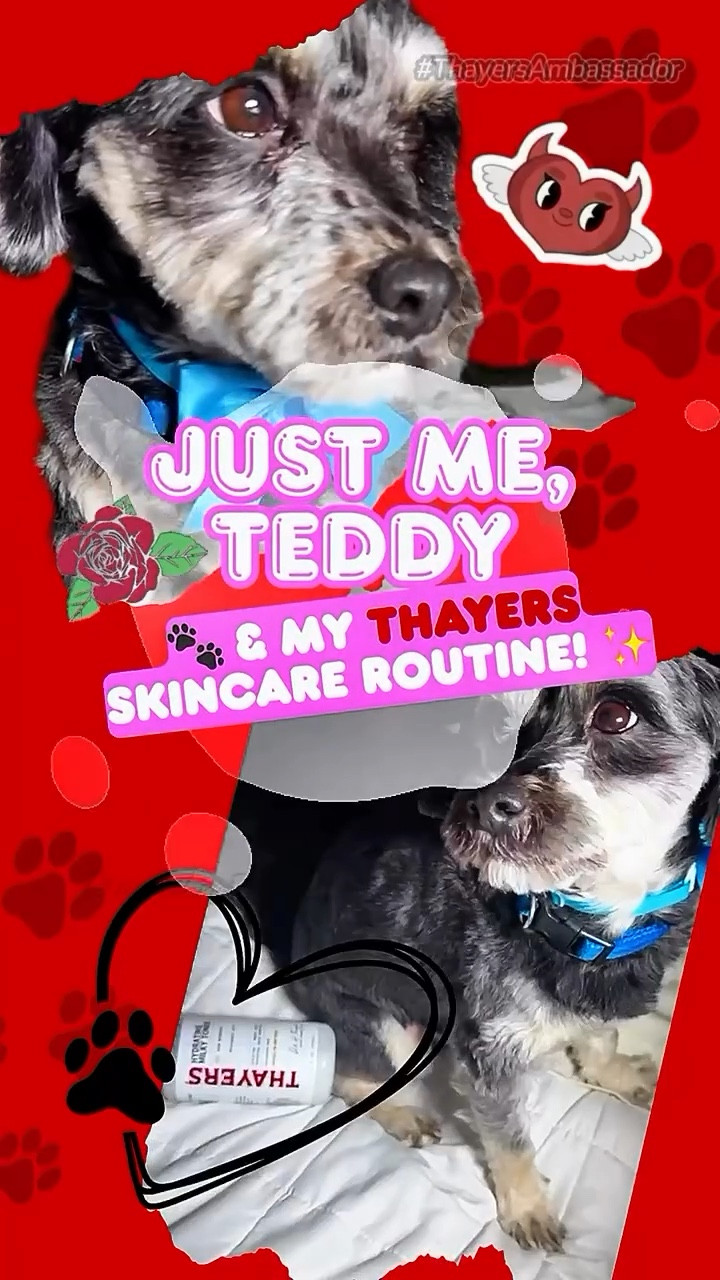 @thayers #thayersambassador 

Get The BEST For THE BEST
All Natural SkinCare With Thayers
Always High-End Results Without 
The High-End Price Tag!💰

@amazon @amazonbeauty 
SHOP HERE 🛍️ CÓMPRALO AQUÍ :

https://www.amazon.com/shop/dianatheeboss

Whether It’s The Viral
Clearing Pads Or The Dreamy Hydrating
Milky Toner 🤏🏼
It’s A Daily Essential Babes
My Teddy, 🐾 The Future Thayers Mascot🤭
Obviously Agrees that My
Skin Has Never Looked Better!❣️

#thayers #nationalpuppyday #glowyskin #dianatheeboss