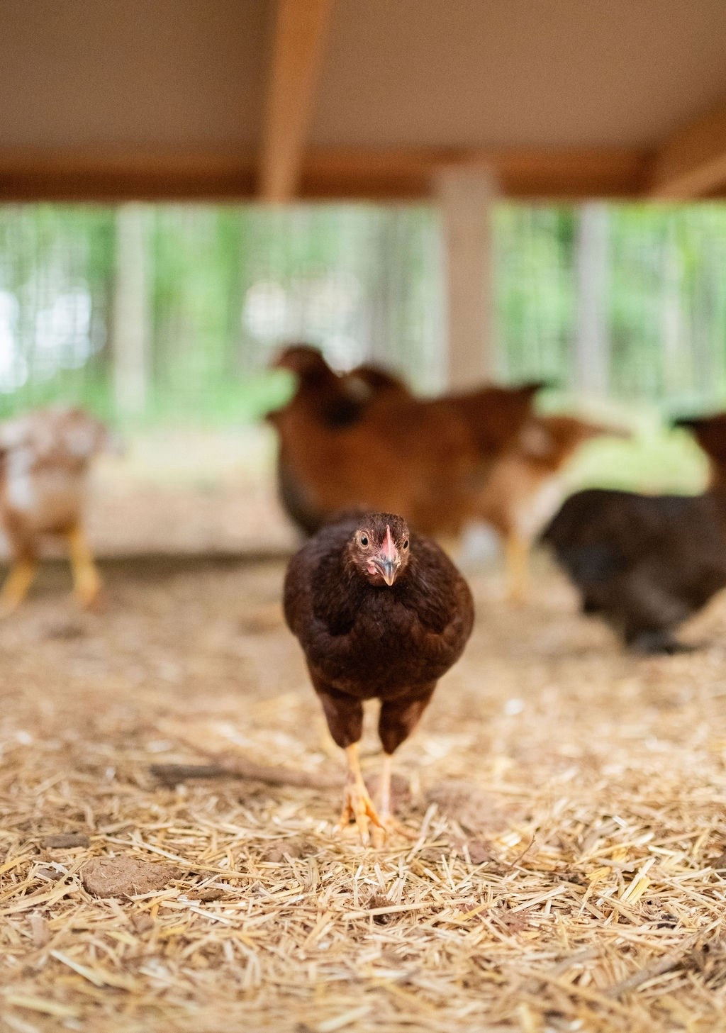 This little lady is taking center stage 🐓✨ Styled with cozy straw, soft earth tones, and a dreamy white chicken coop that blends perfectly with our Modern Farmhouse style.

Swipe to shop our backyard favorites — from coop essentials to rustic outdoor accents. Perfect for the chicken keeper with an eye for design 🤎

#porcheandco #backyardchickens #modernfarmhouse #chickencoopstyle #homesteadlife #ltkhome #farmfreshvibes #organicliving #chickencoopdecor #ruralcharm #ltkfarmhouse #homeandgardenstyle



#LTKHome #LTKStyleTip #LTKOver40