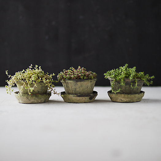 Earth Fired Clay Thin Rim Pot + Saucer, Set of 3 | Terrain