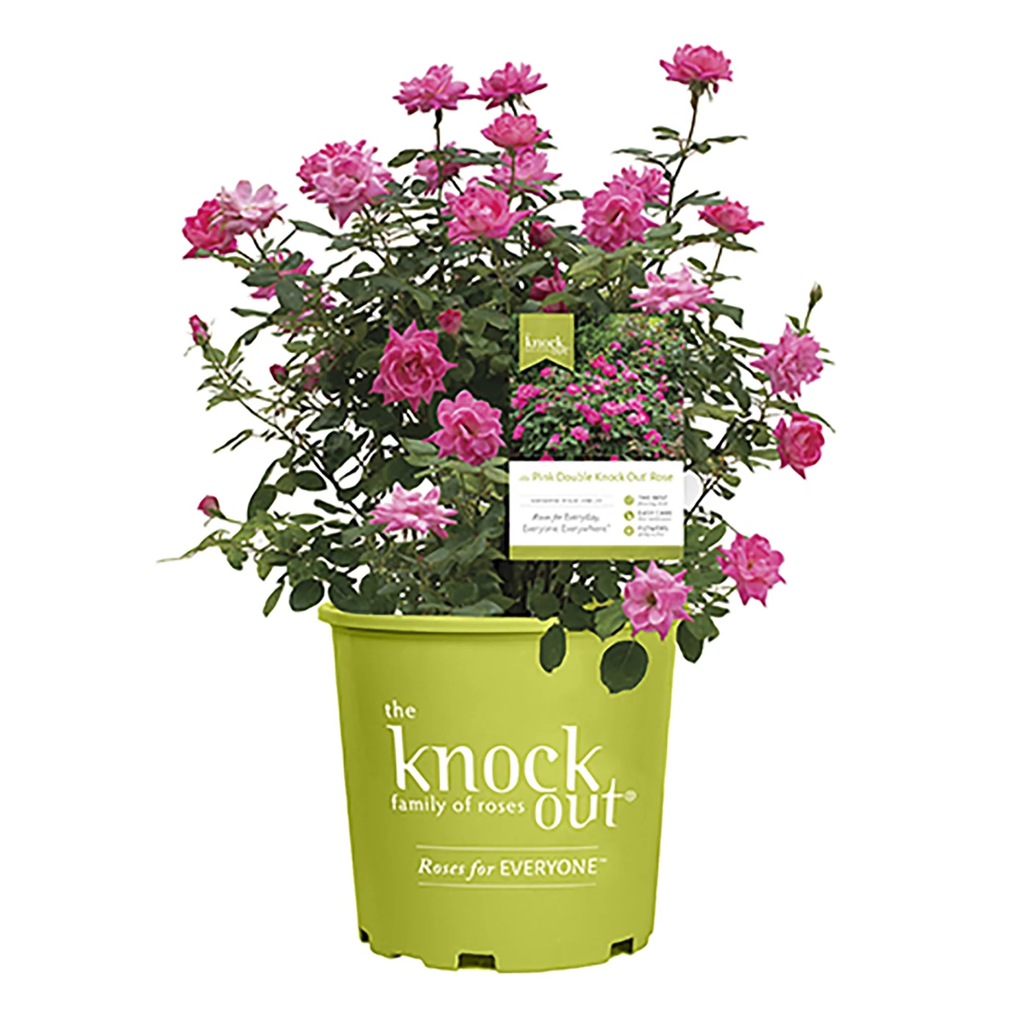 The Pink Double Knock Out® Rose Live Plant with Bright Pink Blooms (1 Gallon) | Walmart (US)