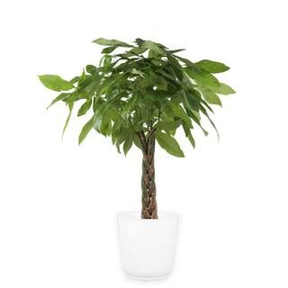Costa Farms 10 in. Pachira Braid, Money Tree Plant in Paradise Planter CO.3.PCH10.PARWHT - The Ho... | The Home Depot