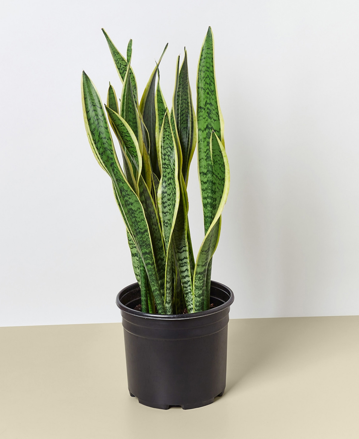 House Plant Shop Snake Plant 'Laurentii' Live Plant, 10" Pot | Macys (US)