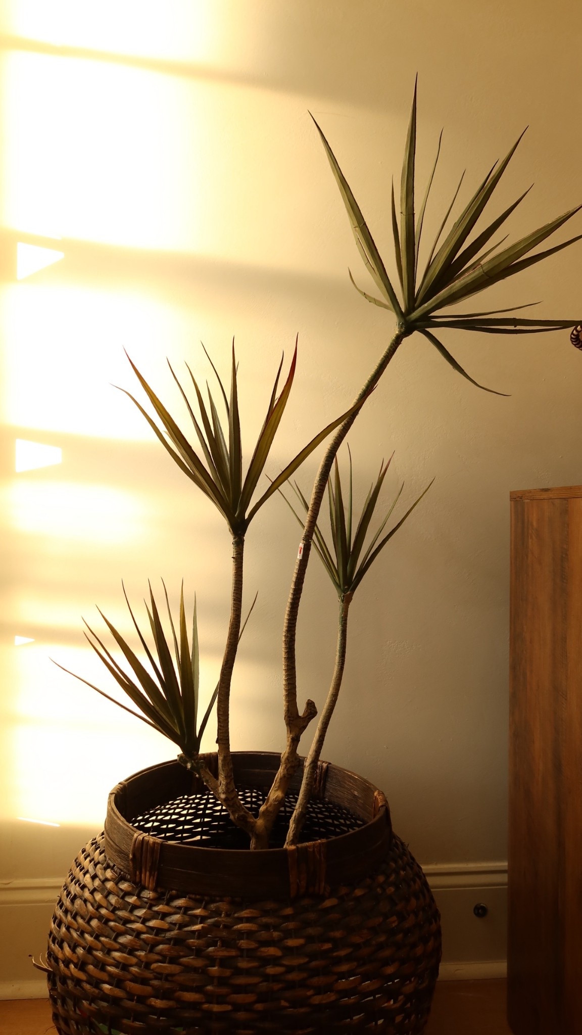 5’ faux tree!!

Tree mcm home decor 

#LTKFindsUnder50 #LTKStyleTip #LTKHome