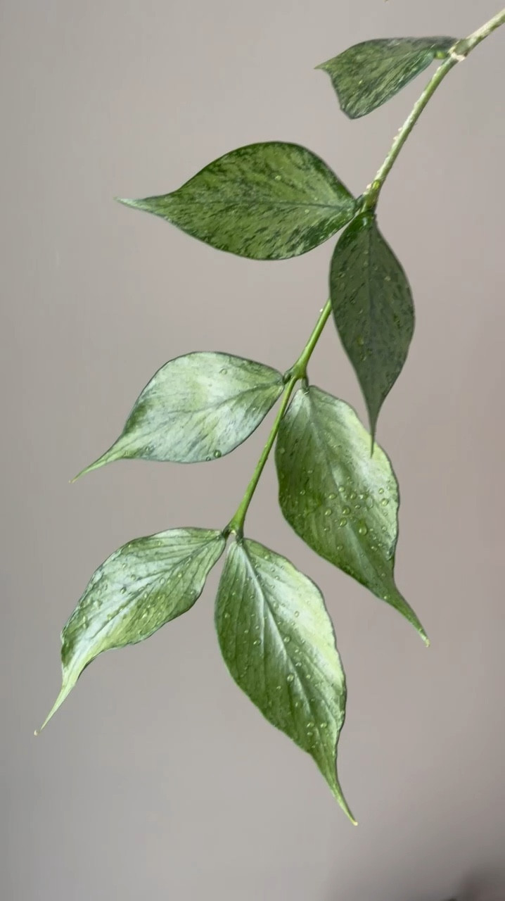 I have 3 sizeable #hoyapolyneura with this one being my smallest. This the first #hoyapolyneuraflower that I’ve ever gotten. I’m growing my #hoyapolyneurabroget in a soil mix. I’ve found that this type of you wants to never sit dry and will only put out a flower when it’s root bound. This #hoya is notorious for growing many peduncles that stay small, right next to the node, until one day it decides to mature. 

Liz’s personal experience only…every environment is different:
🪴Name: #hoyapolyneurasilver 
🪴Light: medium to lower light
🪴Water: when dry
🪴Avg Temp last 30 days: 74F
🪴Relative Humidity last 30 days: 45%
🪴Fussy: not for me
🪴Rate of growth: medium 
🪴Pot size: 4”
🪴Growing Medium: coco coir with a few coco husks mixed in.
🪴Fertilizer: I apply a nutrient-rich fertilizer tailored for Hoyas approximately every other watering when the plant isn’t dormant. It’s packed with essential macro and micronutrients, it’s the best I’ve found for hoyas!🪴(drop “fertilizer” in comments for a link straight to your DMs)
🪴Rooting Method: in my coco coir mix (comment “coir” for a direct link). 
🪴Time In My Care: 2 years 
🌸Age until 1st bloom: 2 years from cutting 
🪴Would Liz recommend this one: yes

👍follow for more & 🏷️ save for future reference 

🎟️ Subscribers enjoy exclusive access to care tips & content showcasing the locations of each plant in my home. Find the subscribe button below my bio to join!

#ilovehoyas #hoyacollector #hoyahead #hoyaappreciation #hoyacollection #plantsmakemehappy #ihavethisthingwithplants #easilydistractedbyplants 
#hoyasaremyjam #hoyacollection #hoyaheaven #hoyamylove #hoyalover #hoyalove #waxplant #hoyasofinstagram #thehoyacollective #houseofhoya #houseplantclub #hoyafanatic #rareplants #plantsmakepeoplehappy #hoyacaretips #themoreyouknow #plantphotography #plantsinmyhome

#LTKFindsUnder50 #LTKHome #LTKFindsUnder100