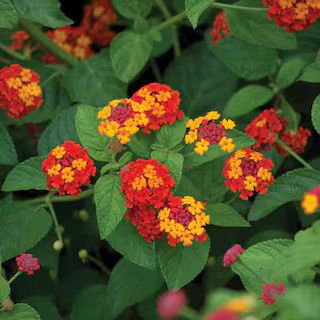 Vigoro 1 Gal. Orange Lantana Plant 40832 - The Home Depot | The Home Depot