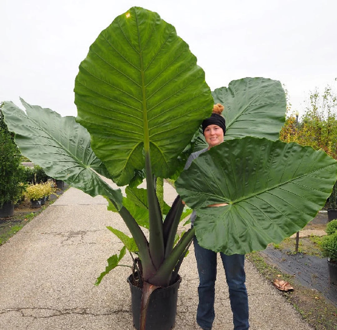 Gets Huge! Elephant Ear - Alocasia 'Dark Star  - Beautiful  plant  6" tall shipped. | Etsy (US)