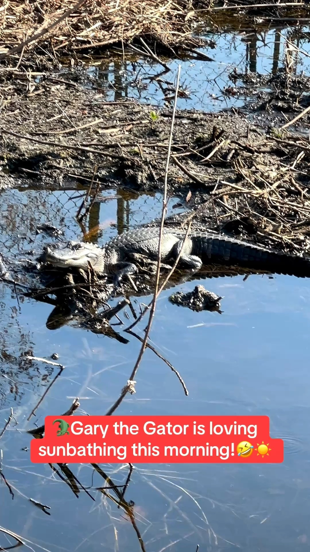 🐊Enjoyed my morning walk in my Hoka sneakers. I came across Gary the Gator. He was out of the water and enjoying sunbathing in Tampa, Florida.🐊🤣🙌🏼

#LTKSeasonal #LTKOver40 #LTKSaleAlert #LTKU #LTKTravel #LTKActive #LTKfitnessgoals #LTKvlog #LTKdayinmylife
