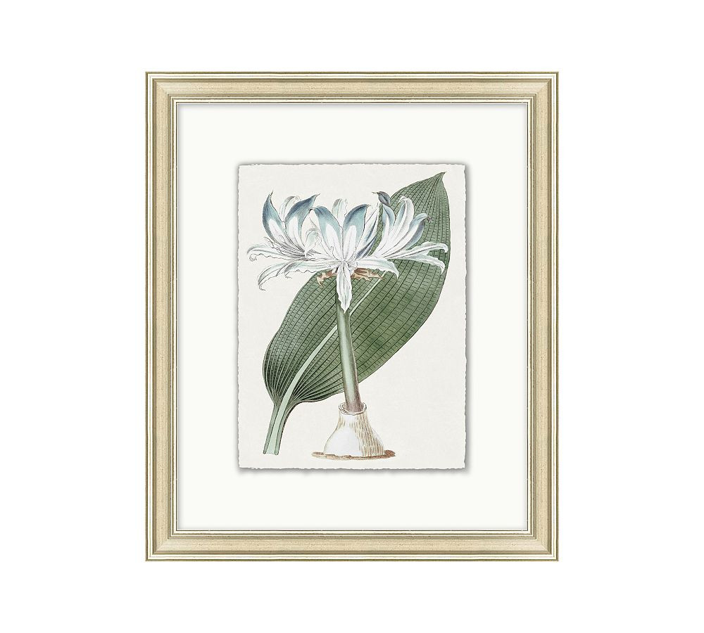 Muted Floral Illustration Framed Print | Pottery Barn (US)