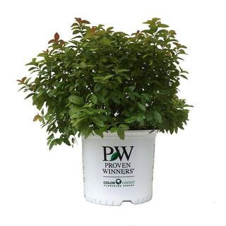 Spiraea japonica Double Play Big Bang | The Home Depot