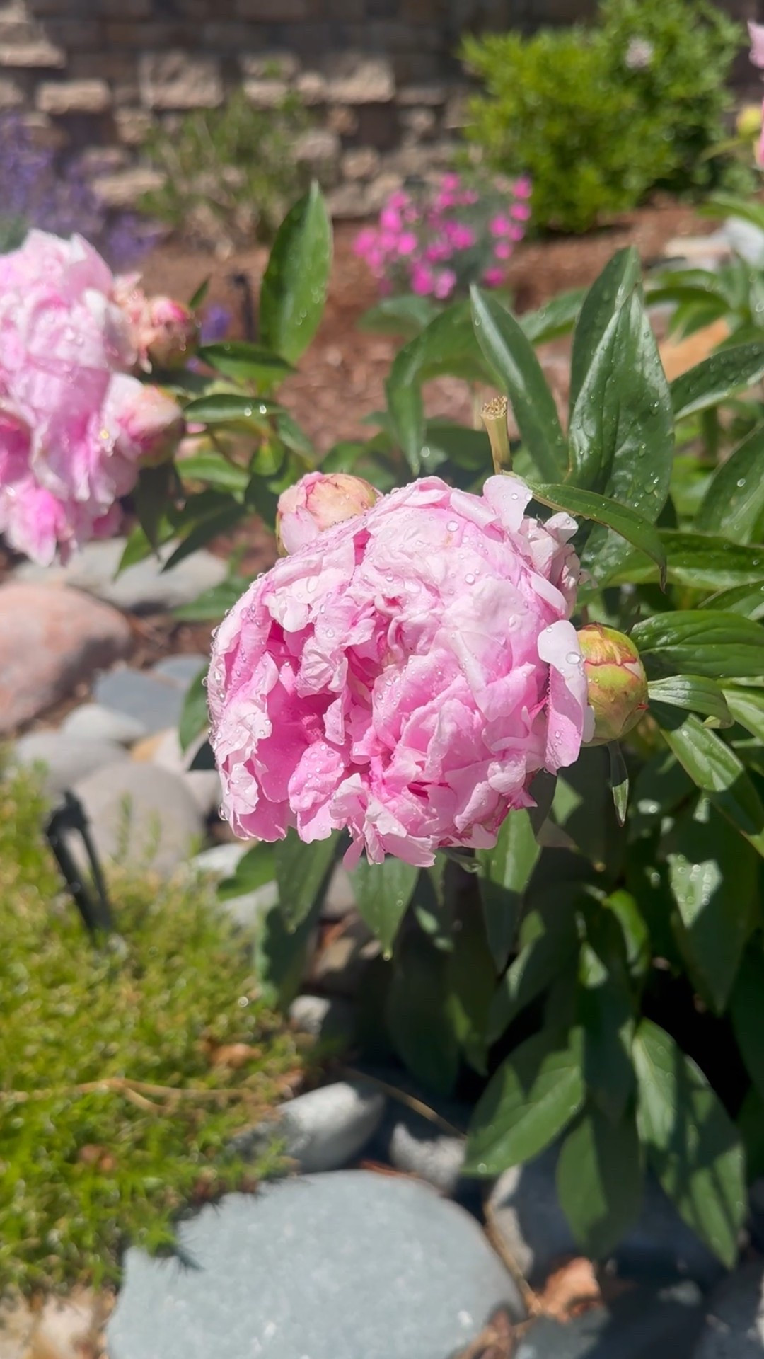 Peonies in bloom! 🌸 This is the fullest bloom I’ve ever had with this plant. Linking the fertilizer I used—it’s a game changer! 

#LTKHome #LTKSeasonal #LTKSummerEdit