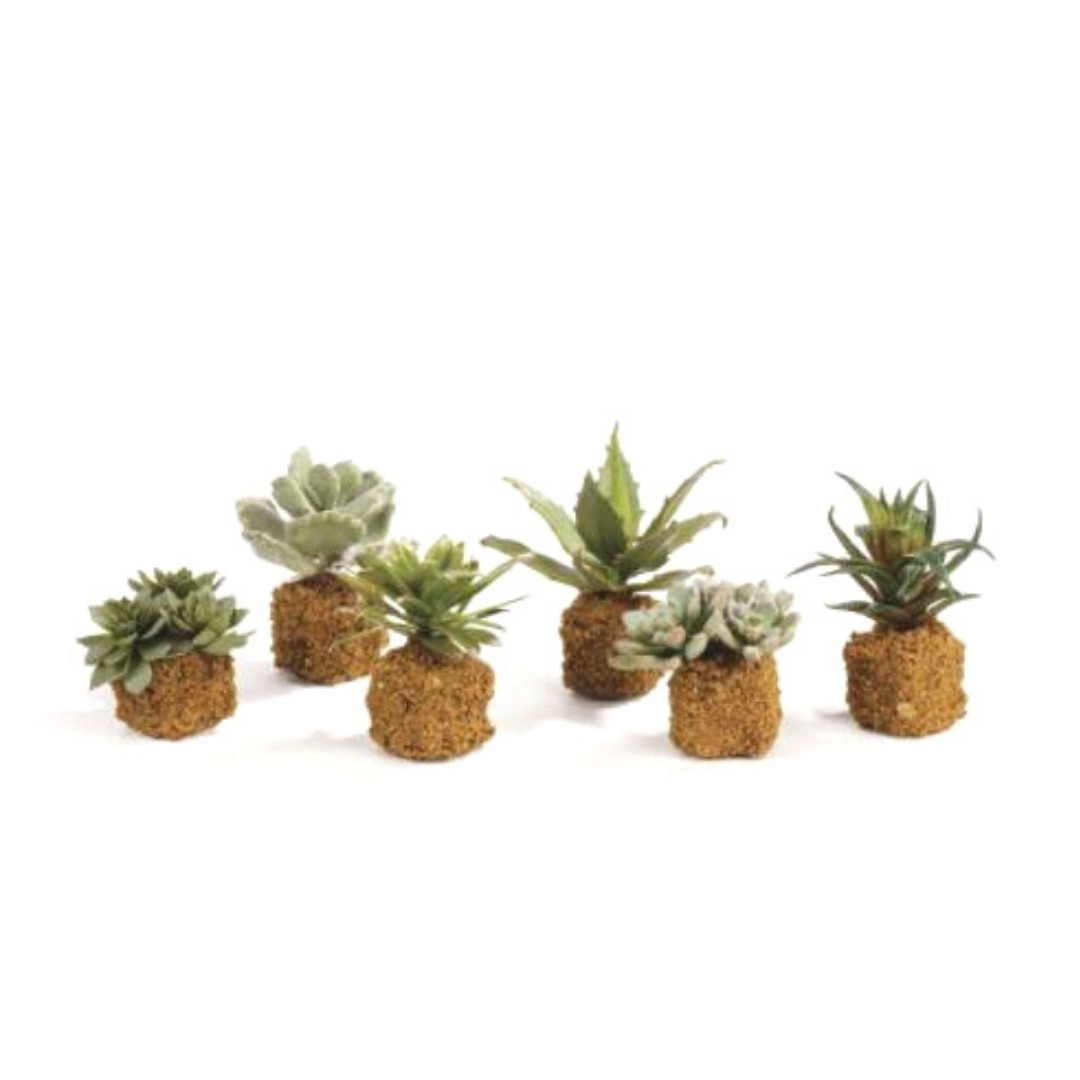 Succulent Drop In | Megan Molten