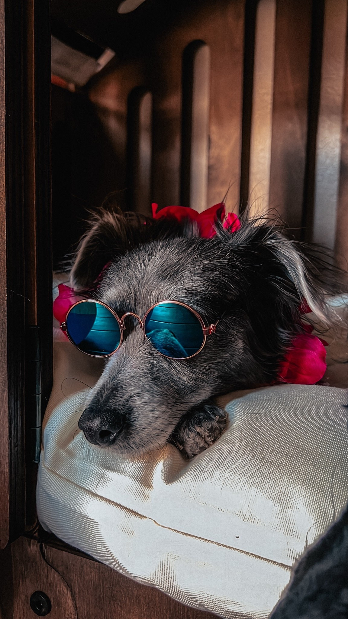 💕🐾