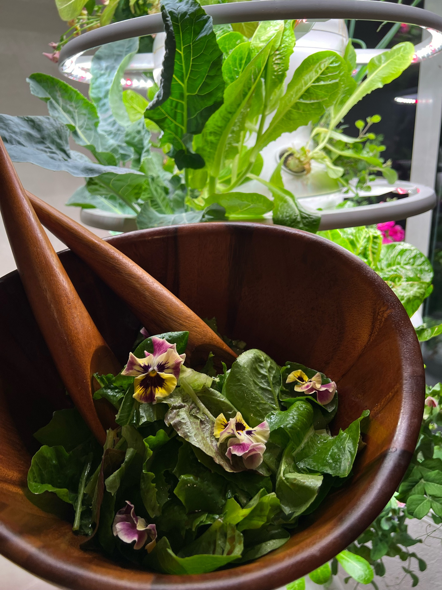 🥬 Another amazing dinner salad from the lettuce grow 👏

We just got all the new seedlings in for the tower we cleaned out last weekend! It’s the last of the winter seedling options… which means the tower pictured here will soon have all the new SPRING seedlings 🥰 

#growyourownfood #ediblegarden #gardening 

#LTKhome #LTKSeasonal