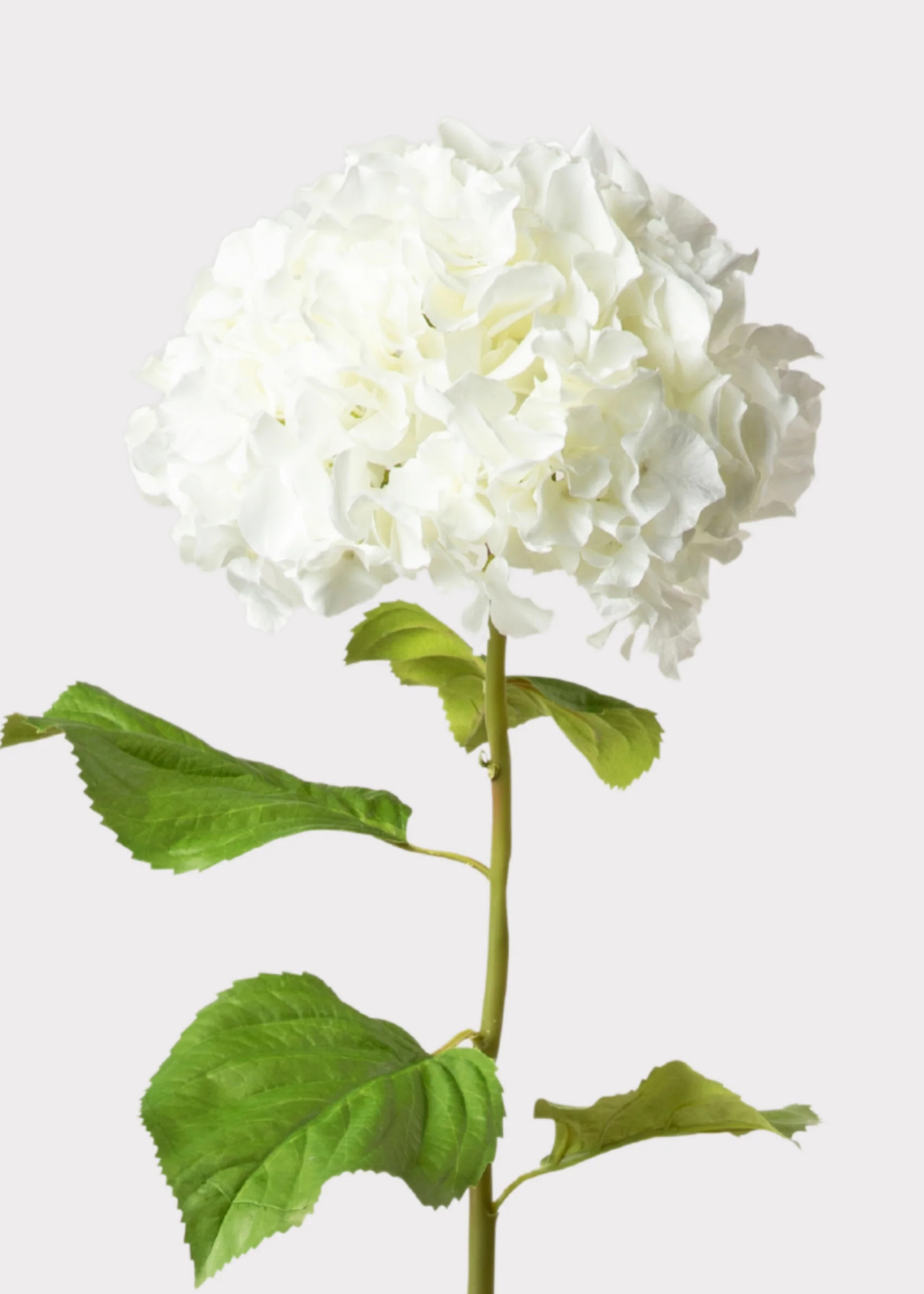 Tall Hydrangea Faux Flower in White - 45" | Afloral