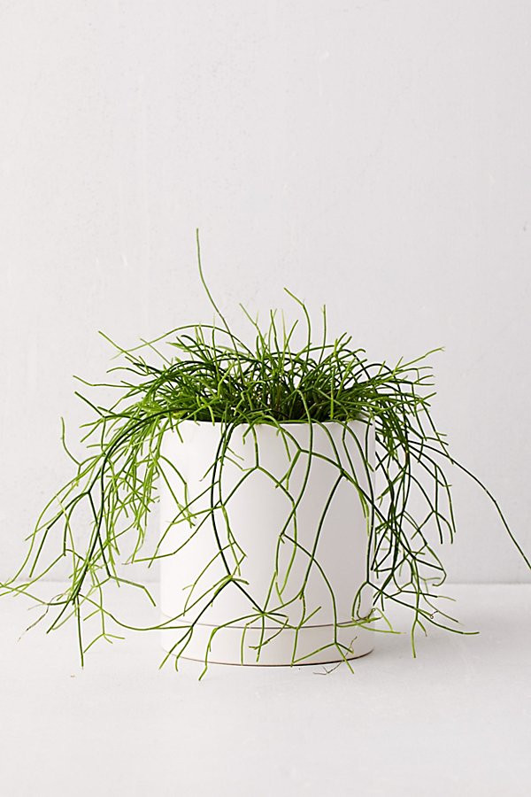 Romey 6" Planter | Urban Outfitters (US and RoW)
