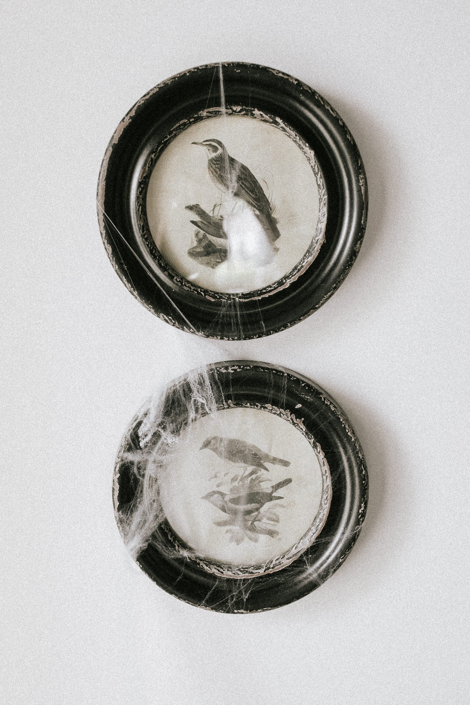 Eerie Assorted Framed Bird Prints - Set of 2 | THELIFESTYLEDCO