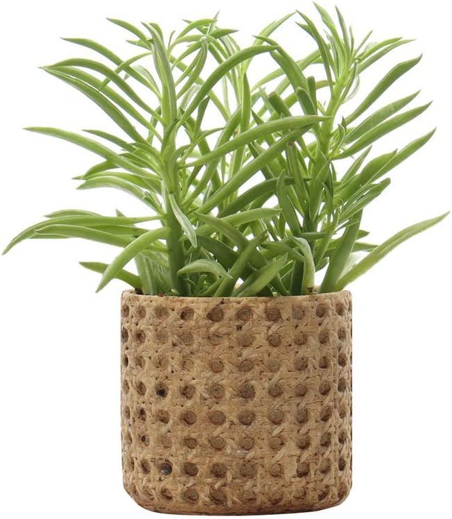 SAROSORA Ceramic Flower Pots Succulent Planter 4“ with Drainage Hole Weave Pattern for Home Gar... | Amazon (US)