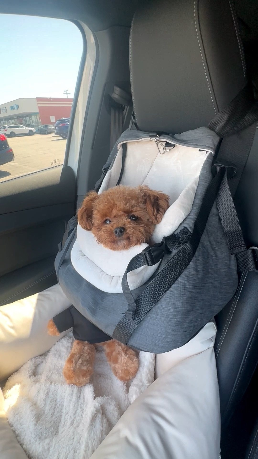 Raised car seat for your small babies #smalldogs #puppy

#LTKvlog #LTKTravel #LTKdayinmylife