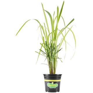 2.32 Qt. Lemongrass, Live Plant | The Home Depot