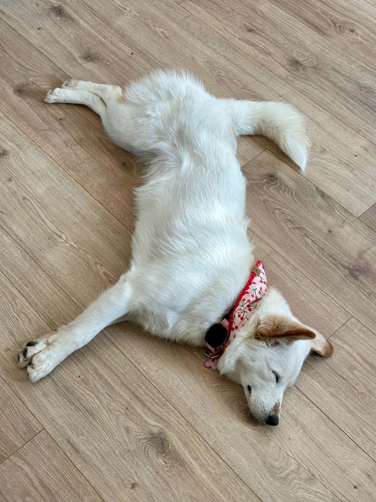 Our 10 minute walk was utterly exhausting. Poppy the puppy’s 🍒 bandana is on sale!

#LTKSaleAlert #LTKSeasonal
