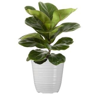 United Nursery Little Fiddle Leaf Fig Live Plant Ficus Lyrata Houseplant in 6 inch White Decor Po... | The Home Depot
