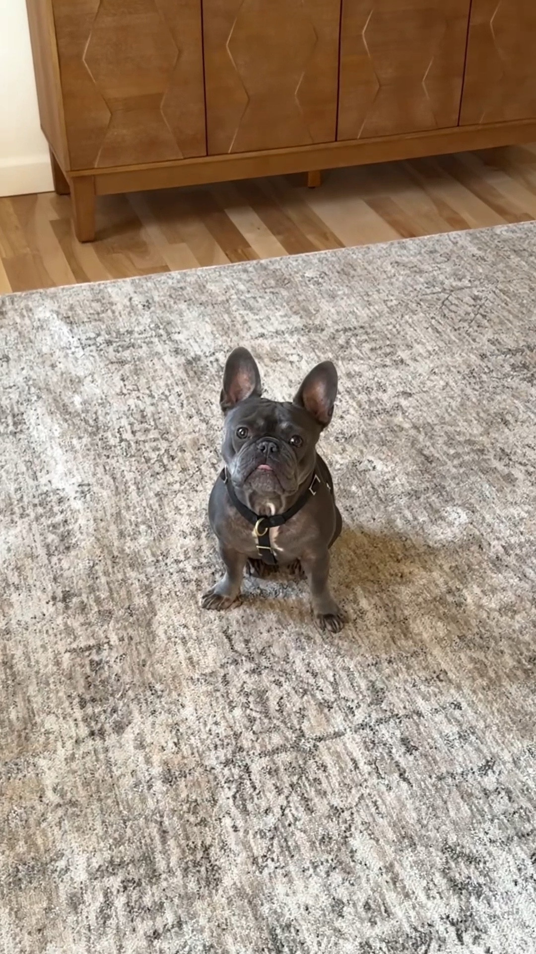 newest addition to our dining room, the perfect neutral and affordable area rug

PS… this is the color oatmeal smoke in the junie collection


#neutralrug #diningroomrug #arearug #loloirugs #diningroom #homedecor 

#LTKFamily #LTKStyleTip #LTKHome