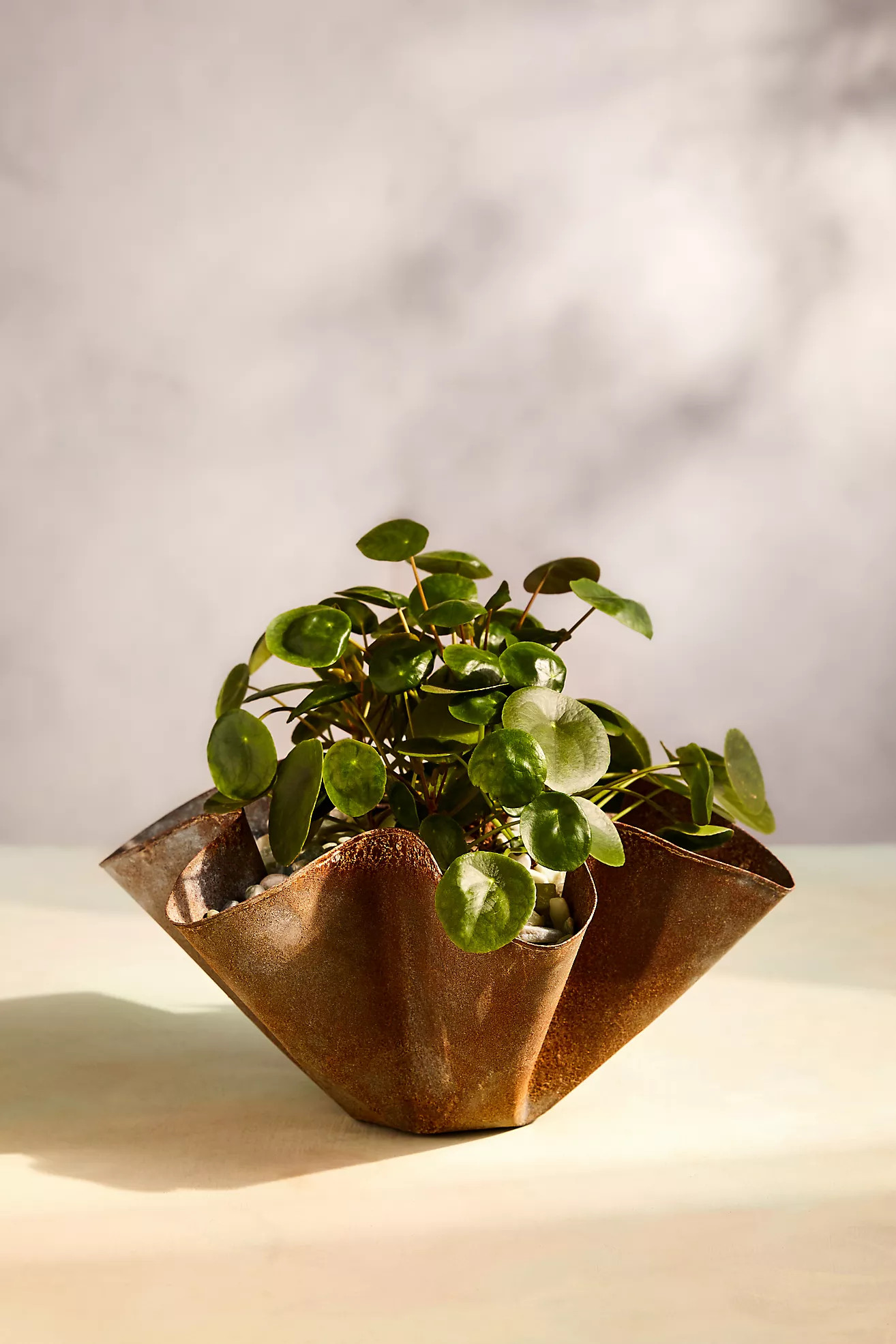 Handkerchief Iron Bowl Planter,16 | Anthropologie (US)