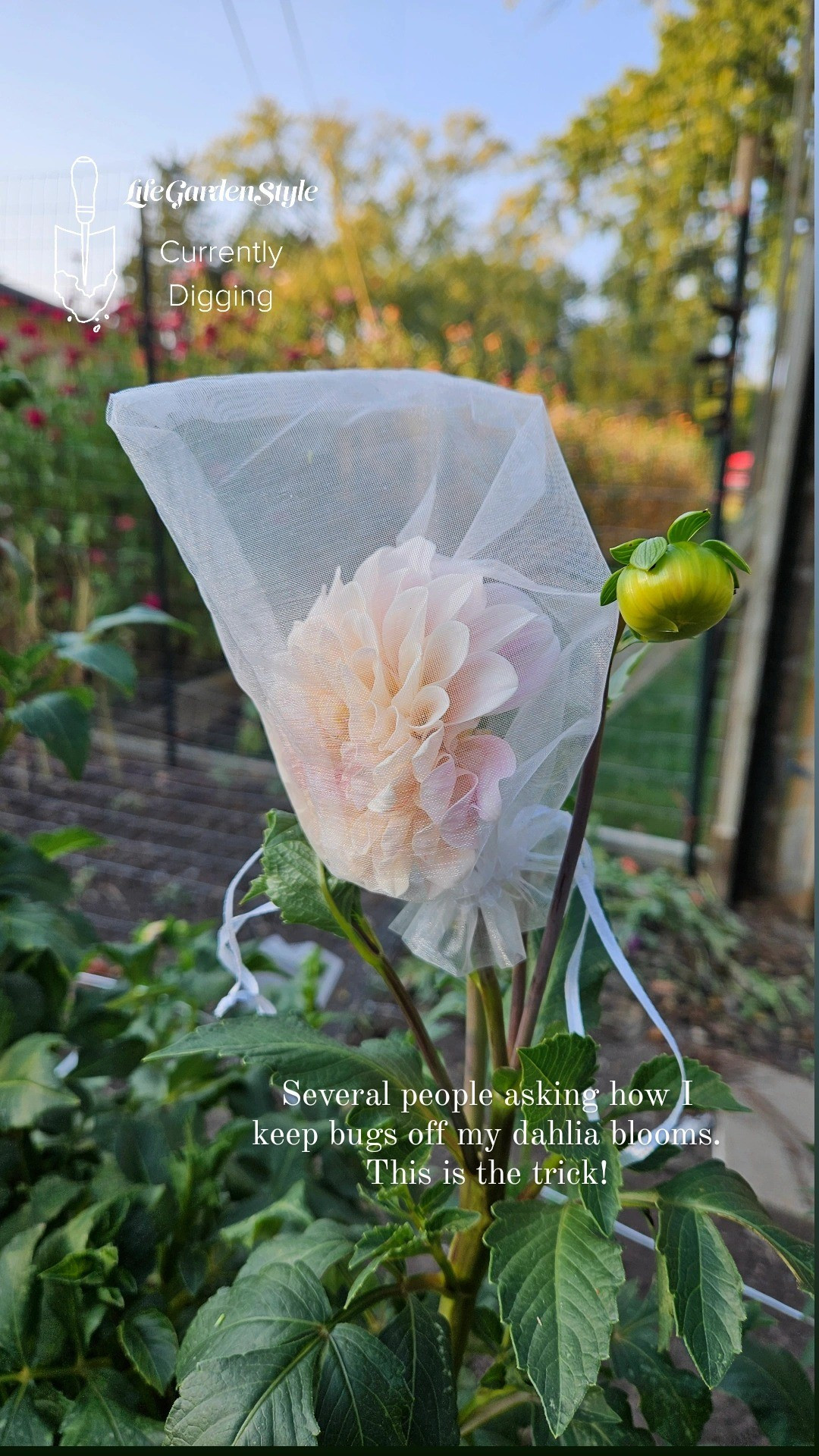 Organza bags protect dahlia blooms from insect damage

#LTKSeasonal #LTKFindsUnder50