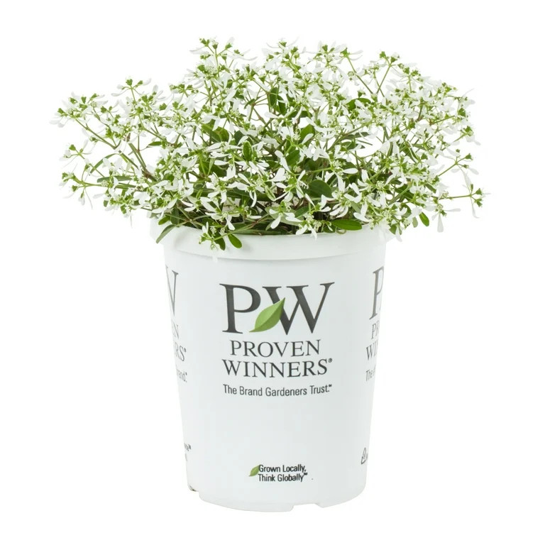 Proven Winners 1.5PT White Diamond Frost® Euphorbia Live Plants with Grower Pot | Walmart (US)