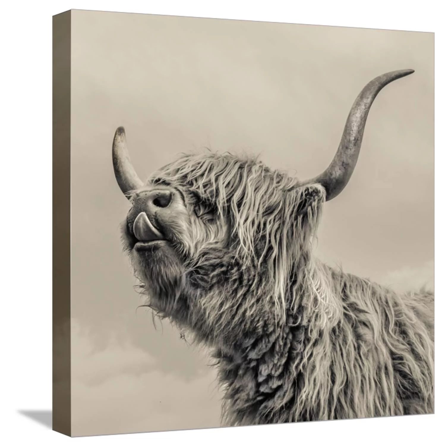 Highland Cattle Farmhouse Cow Photo Stretched Canvas Print Wall Art By Mark Gemmell, Size 24 x 24... | Walmart (US)