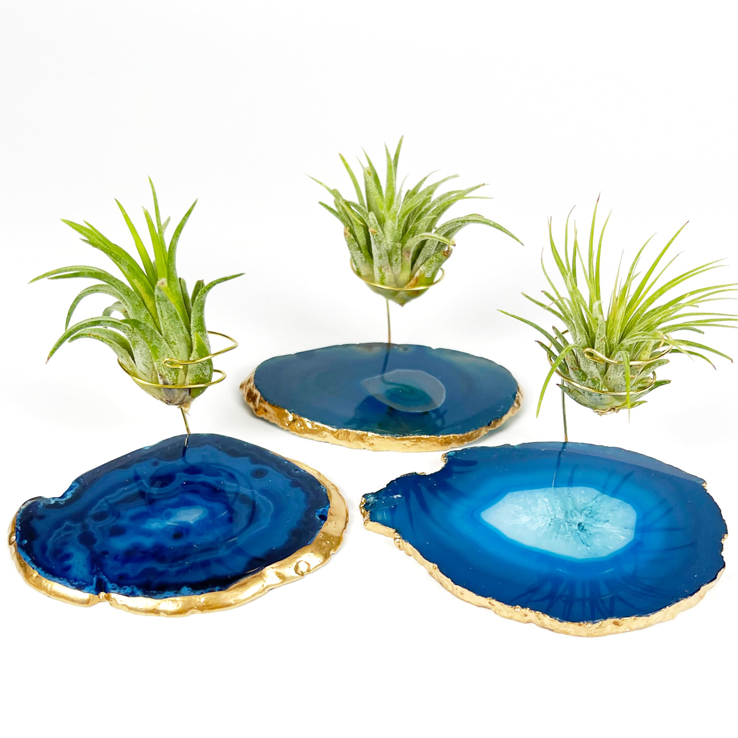 3 Small Blue Agate Geode Crystal Tillandsia Air Plant Holders - Includes Live Plant and Gift Box | Amazon (US)