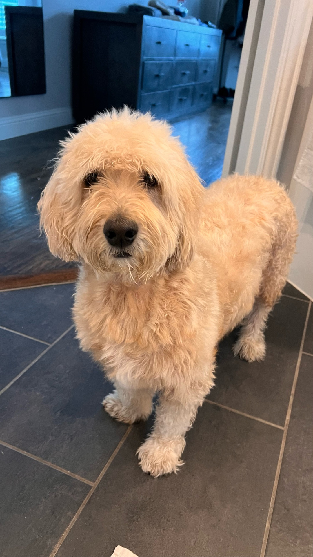 Time to dry the dogs and this has definitely helped us get them dry in no time. Given the amount of hair our pups have, it isn’t an easy task! #LTKpets

#LTKdayinmylife