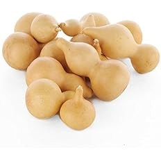 Factory Direct Craft Harvest White Dried Natural Gourds | Package of 12 Pieces | Amazon (US)