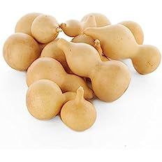Factory Direct Craft Harvest White Dried Natural Gourds | Package of 12 Pieces | Amazon (US)