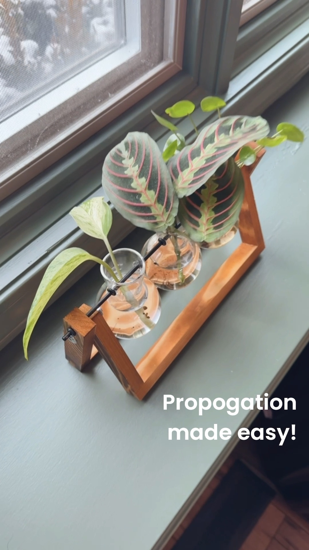 I have so many plants and propagation allows me to create fuller pots or gift some of them!

I got this cute propagation station from my MIL for Christmas, and I wanted to share what is currently growing! 

#LTKFindsUnder50 #LTKHome #LTKvlog