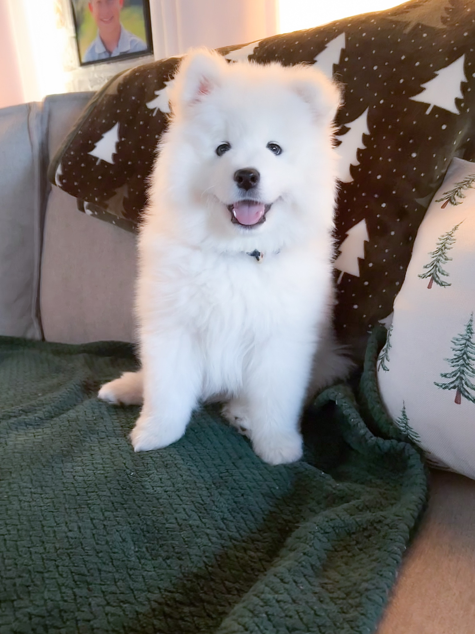 Trooper’s favorite dog toys, food and blanket!! 

Gift Guide
Dog Toys
Puppy
Christmas Decor

#LTKFindsUnder50 #LTKFamily #LTKGiftGuide