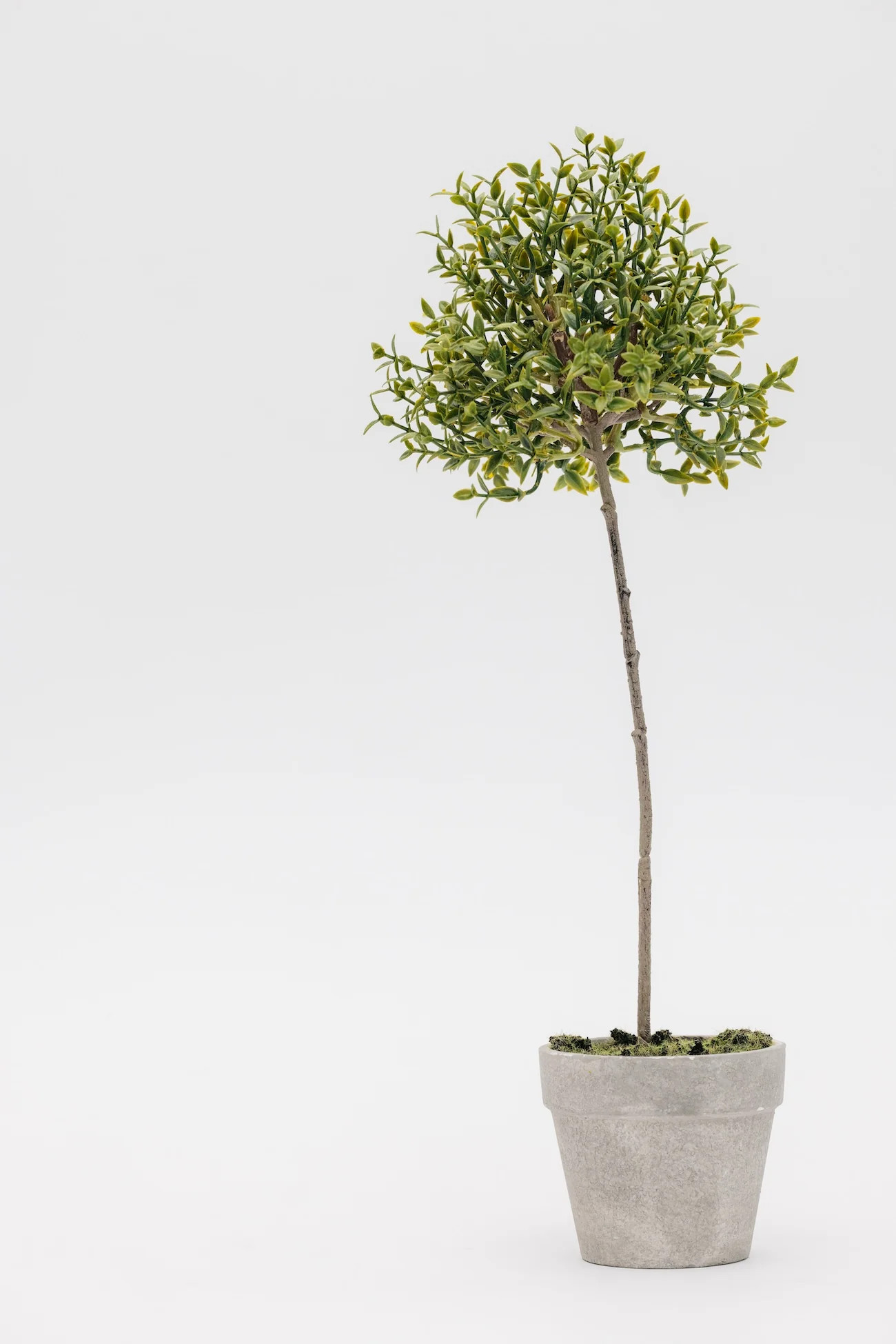 Good Feeling Thyme Topiary - 13" | THELIFESTYLEDCO