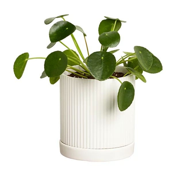 Greendigs Pilea in White Ceramic Fluted 5-Inch Pot | Walmart (US)